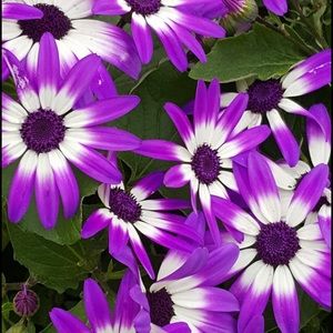 Meet your Posher, Gary